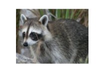 Coon