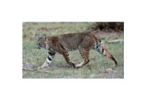 Bobcat