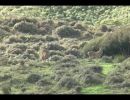 Red Stag Hunting Video